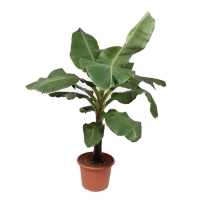 Банан Карликовый Кавендиш купить