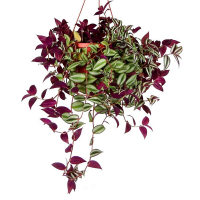 Традесканция микс купить