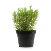 Розмарин купить