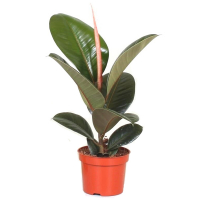 Фикус эластика Робуста купить