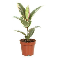 Фікус еластика Тінеке купить