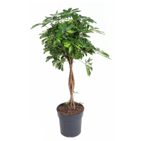 Шеффлера деревоподібна Голд Капелла купить