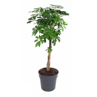 Шеффлера древовидная Нора купить