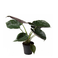 Алоказия купить