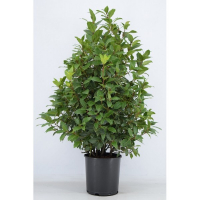 Лавр благородный купить