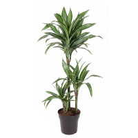 Драцена фрагранс Улісес купить