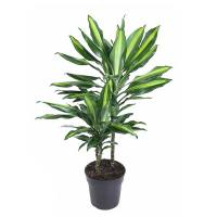 Драцена фрагранс Чинто купить