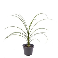 Нолина купить