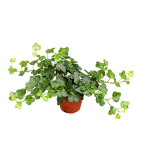 Плющ Хедера Вондер купить