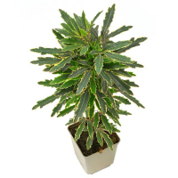 Дiзiготека Бiанка купить