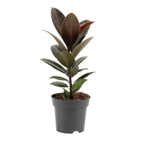 Фікус еластика Мелані купить