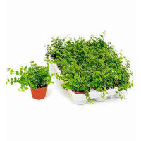 Фікус дрібнолистий Green Sunny купить