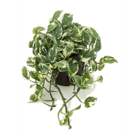 Сциндапсус N Joy (Епіпремнум) купить