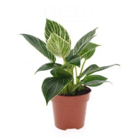 Філодендрон White Wave купить