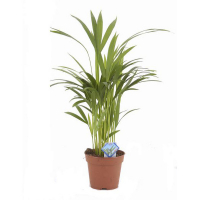 Хризалідокарпус купить