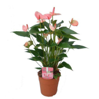 Антуріум Pinc Champion купить