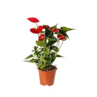 Антуриум микс купить