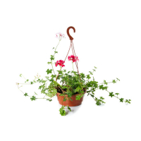 Пеларгонія ампельна купить