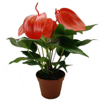 Антуриум Шерцера купить