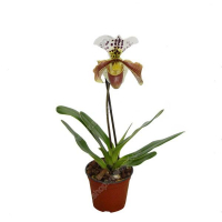 Орхидея пафиопедилум купить