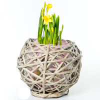 Нарцисс Tete a tete купить