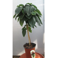 Тибучина (Tibouchina Rich Blue) купить