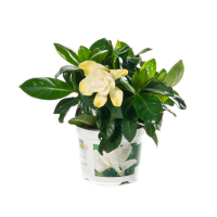 Гарденія купить