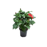 Гибискус купить