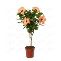 Гибискус штамб (Hibiscus) купить