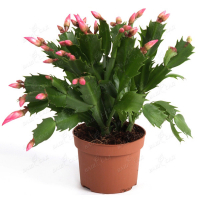 Шлюмбергера купить