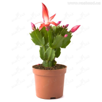 Шлюмбергера купить