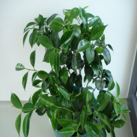 Камелия japonica купить