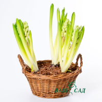 Гиацинт микс купить