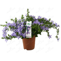 Кампанула блакитна купить