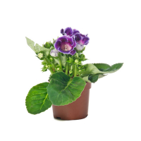 Синнингия купить