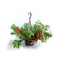 Колумнея купить