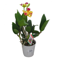 Орхидея каттлея купить