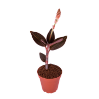 Орхидея Лудизия дисколор купить