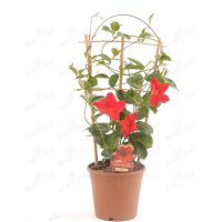 Дипладения купить