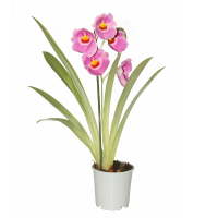 Орхидея мильтония (Miltonia) купить