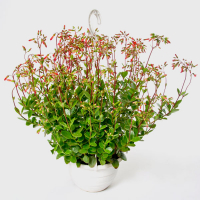 Каланхоэ ампельное бол. купить