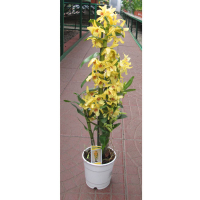 Орхідея дендробіум (Dendrobium yellow) купить