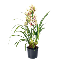 Орхидея цимбидиум купить