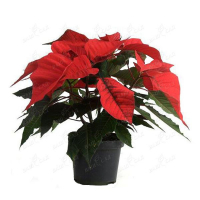 Пуансетия купить