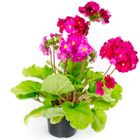 Примула obconica mix купить