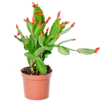 Рипсалидопсис mix купить