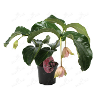 Медінілла (Medinilla magnifica) купить