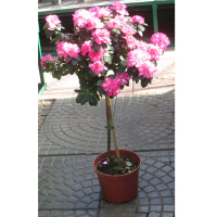 Рододендрон на штамбе купить