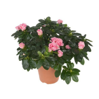 Рододендрон купить