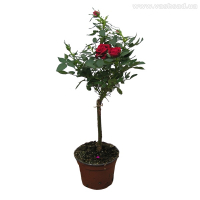 Троянда купить